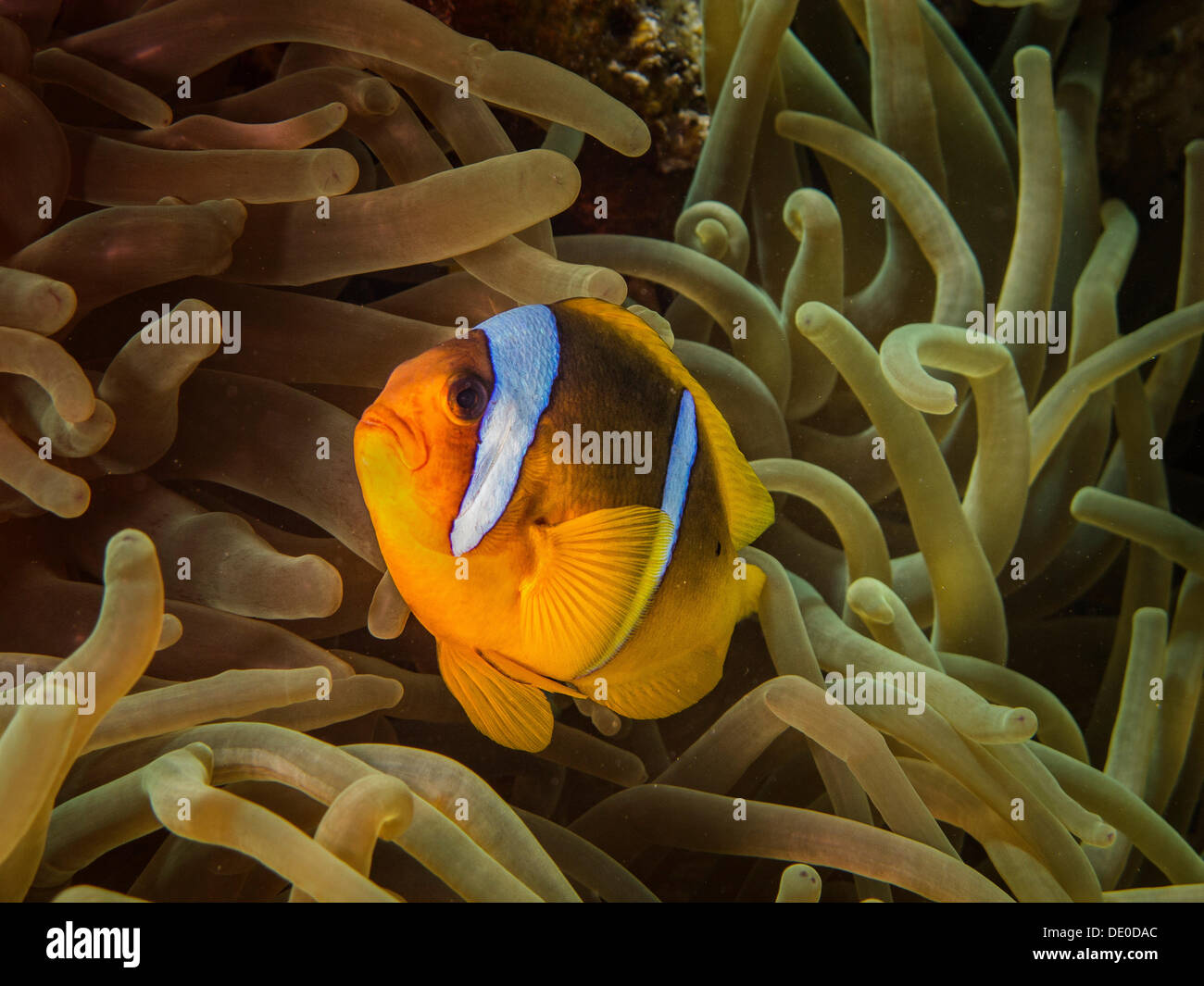 Red Sea Clownfish or Twoband Anemonefish (Amphiprion bicinctus), Mangrove Bay, Red Sea, Egypt, Africa Stock Photo