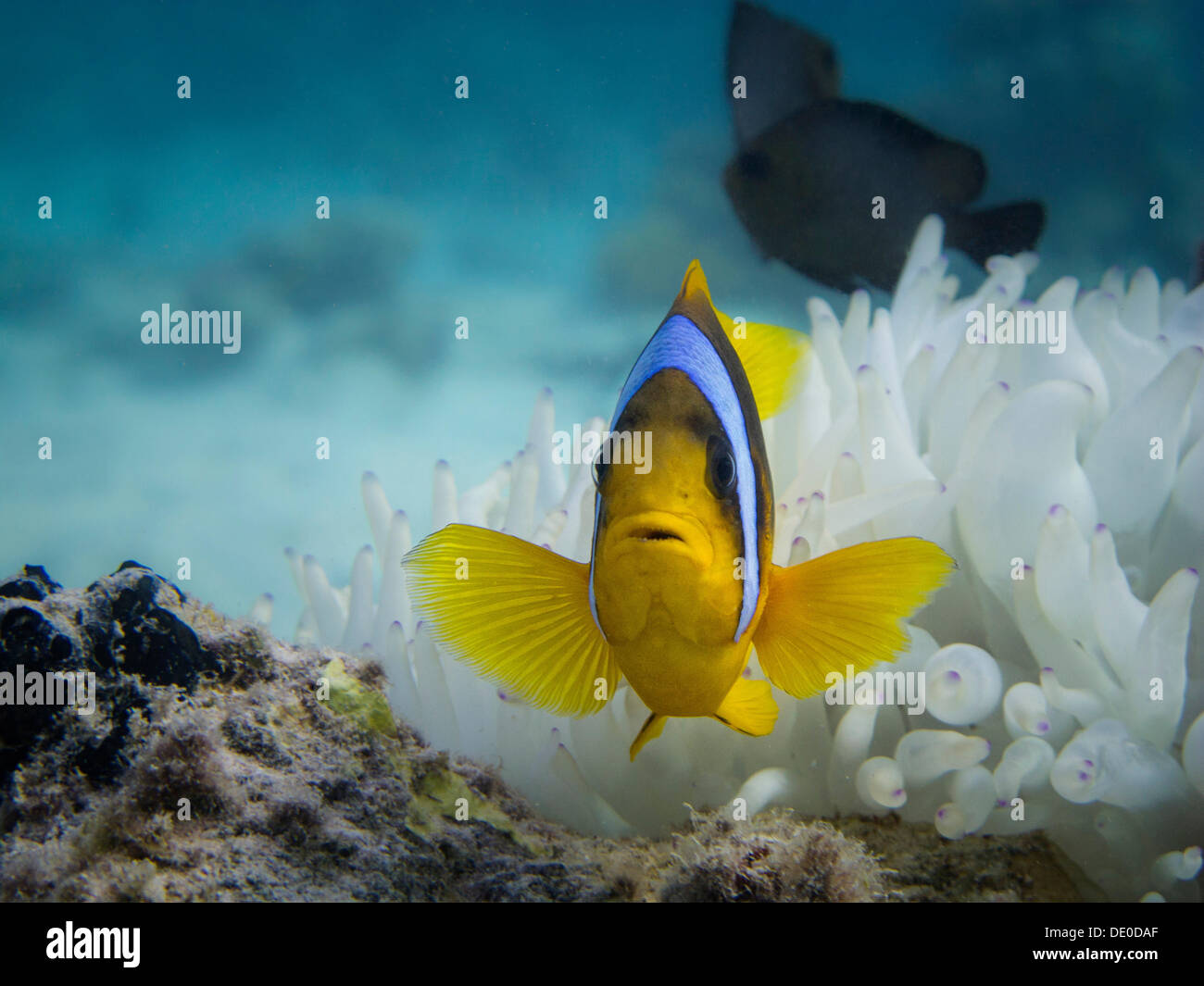Red Sea Clownfish or Twoband Anemonefish (Amphiprion bicinctus), Mangrove Bay, Red Sea, Egypt, Africa Stock Photo