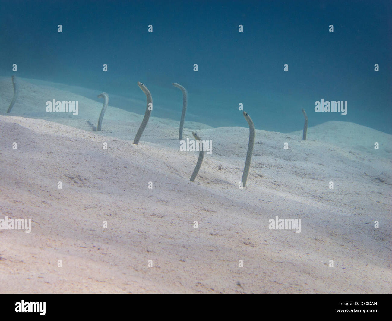 Red Sea Garden Eels (Gorgasia sillneri), Mangrove Bay, Red Sea, Egypt, Africa Stock Photo