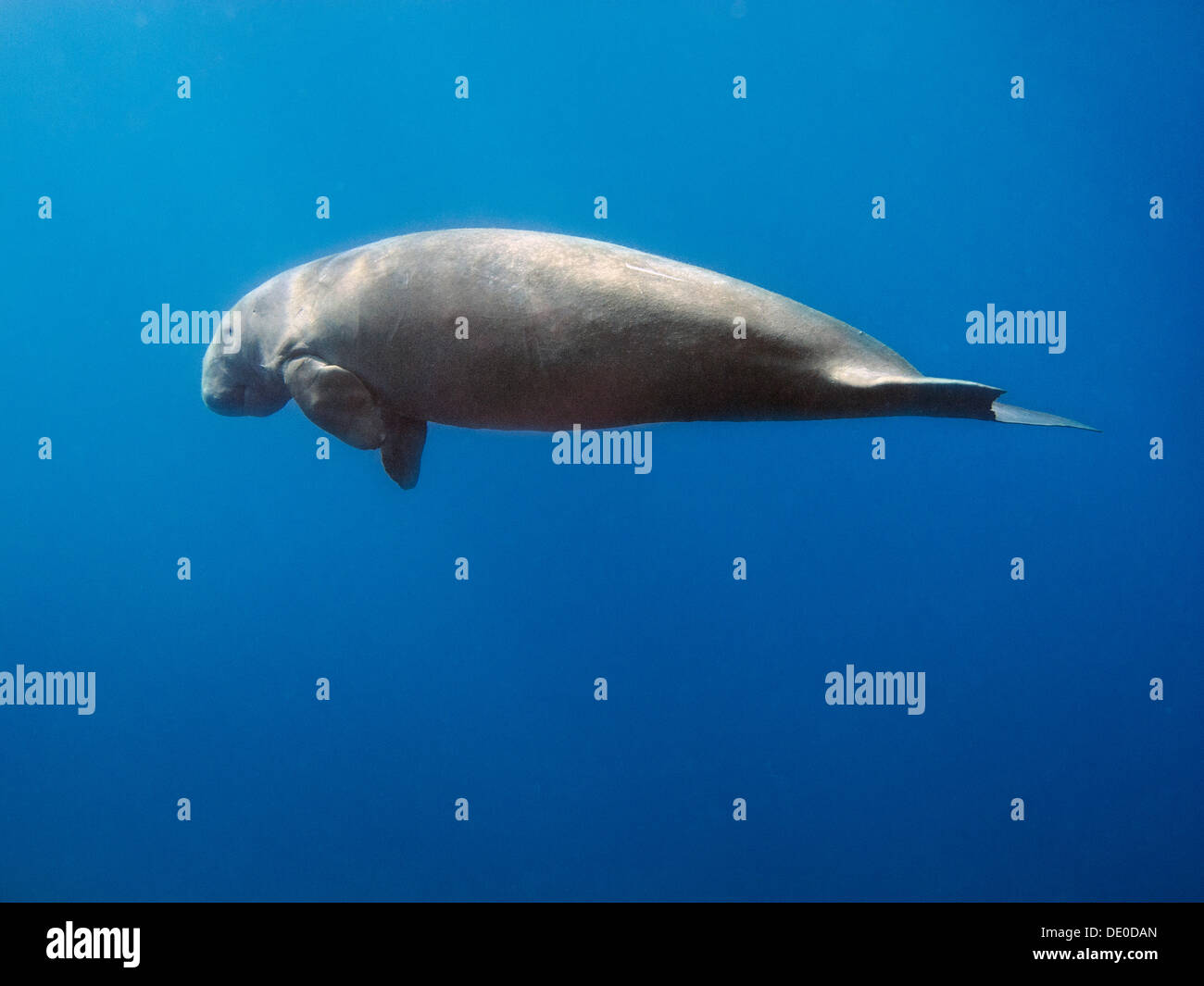 Dugong (Dugong dugong), Mangrove Bay, Red Sea, Egypt, Africa Stock Photo