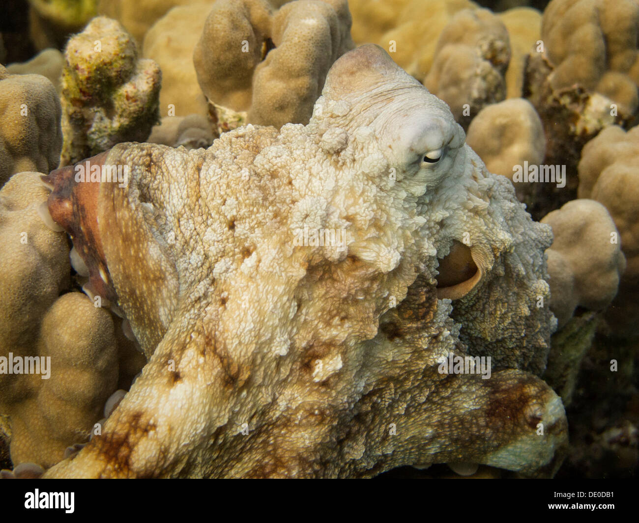 Reef Octopus (Octopus cyaneus), Mangrove Bay, Red Sea, Egypt, Africa Stock Photo