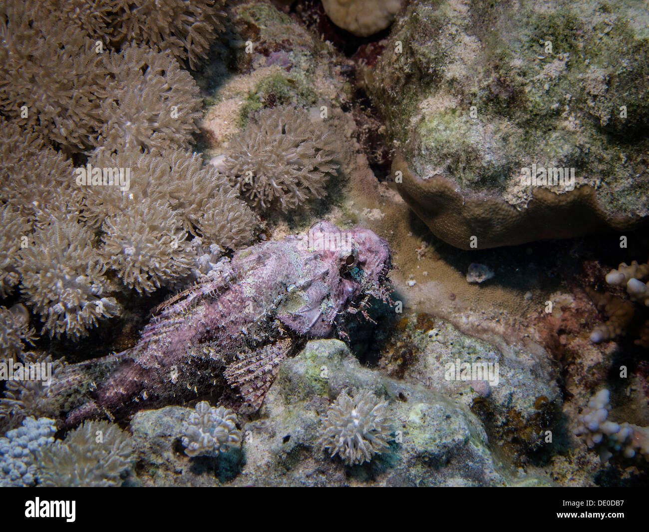 Tassled Scorpionfish (Scorpaenopsis oxycephala), Mangrove Bay, Red Sea, Egypt, Africa Stock Photo