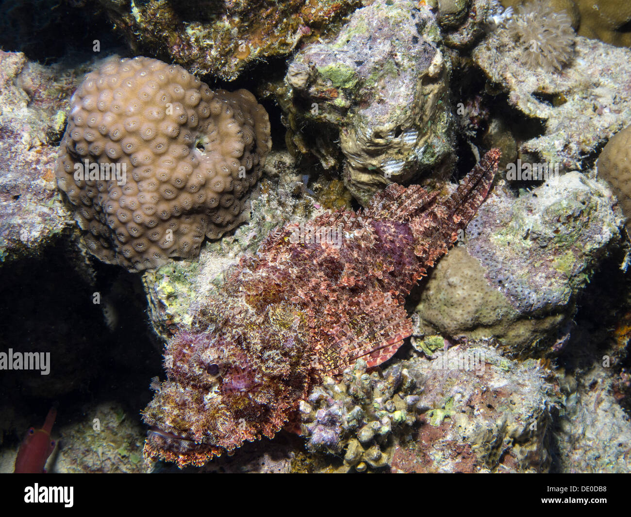 Tassled Scorpionfish (Scorpaenopsis oxycephala), Mangrove Bay, Red Sea, Egypt, Africa Stock Photo