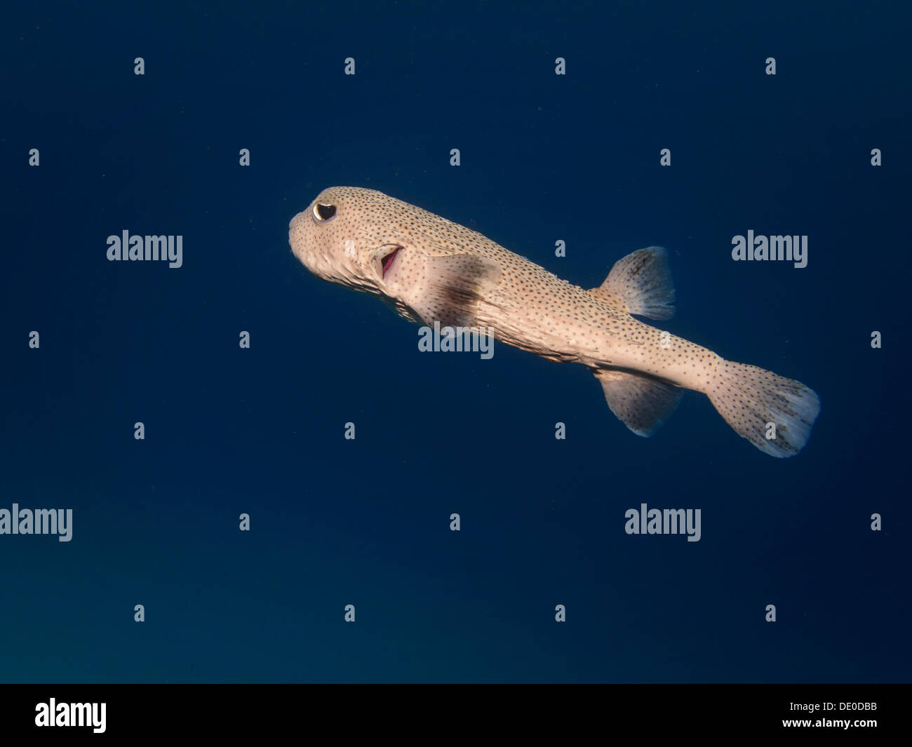 Spot-fin Porcupinefish (Diodon hystrix), Mangrove Bay, Red Sea, Egypt, Africa Stock Photo