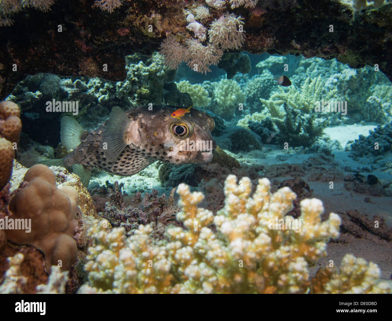 Yellow-spotted Porcupinefish or Yellow-spotted Burrfish (Cyclichthys spilostylus), Mangrove Bay, Red Sea, Egypt, Africa Stock Photo