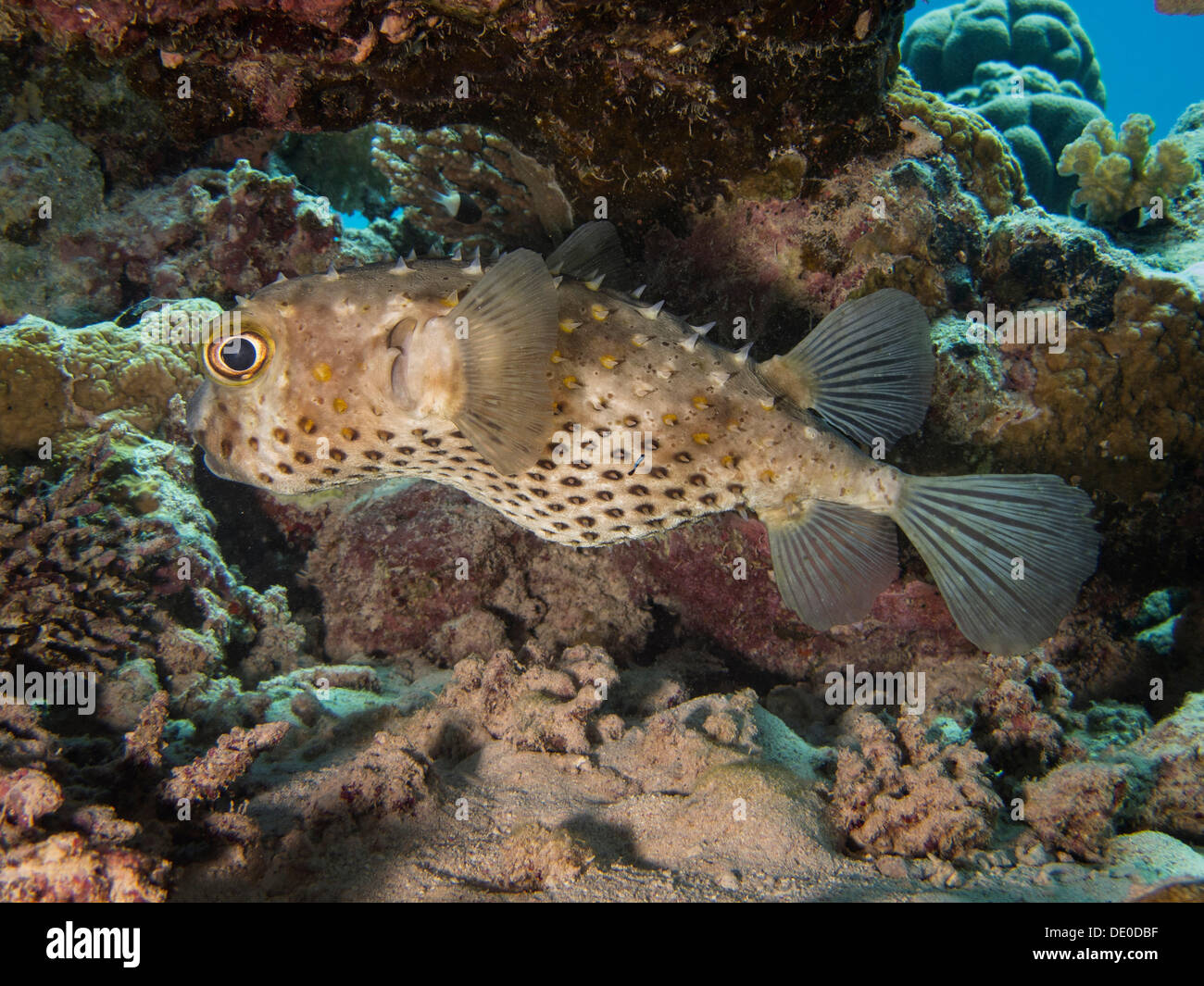 Yellow-spotted Porcupinefish or Yellow-spotted Burrfish (Cyclichthys spilostylus), Mangrove Bay, Red Sea, Egypt, Africa Stock Photo