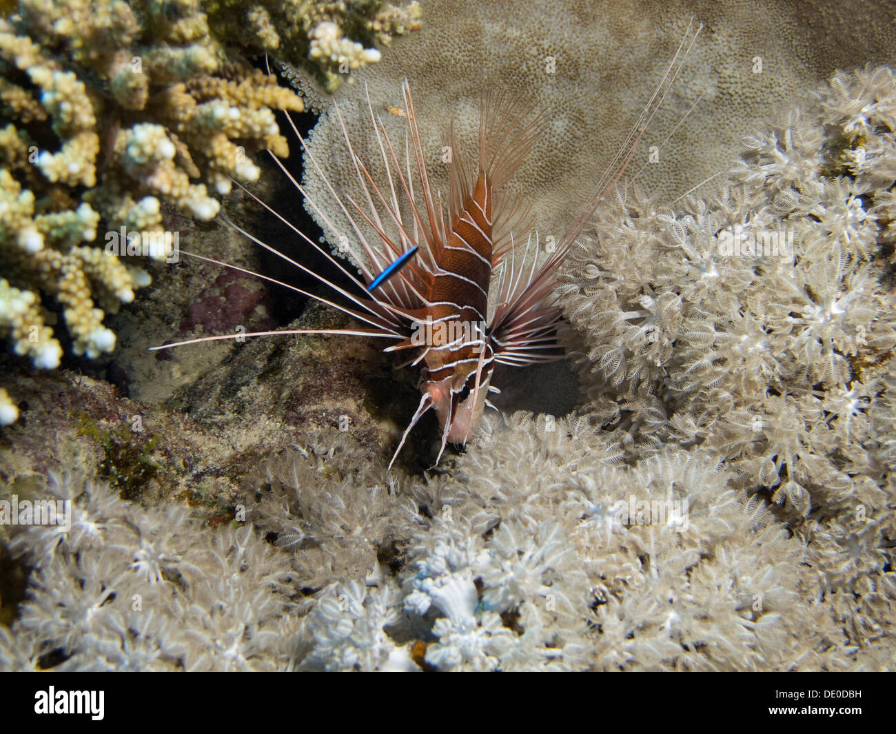Clearfin Lionfish, Tailbar Lionfish or Radial Firefish (Pterois radiata), Mangrove Bay, Red Sea, Egypt, Africa Stock Photo