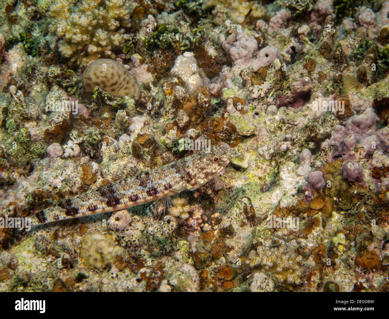 Sand Lizardfish (Synodus dermatogenys), Mangrove Bay, Red Sea, Egypt, Africa Stock Photo