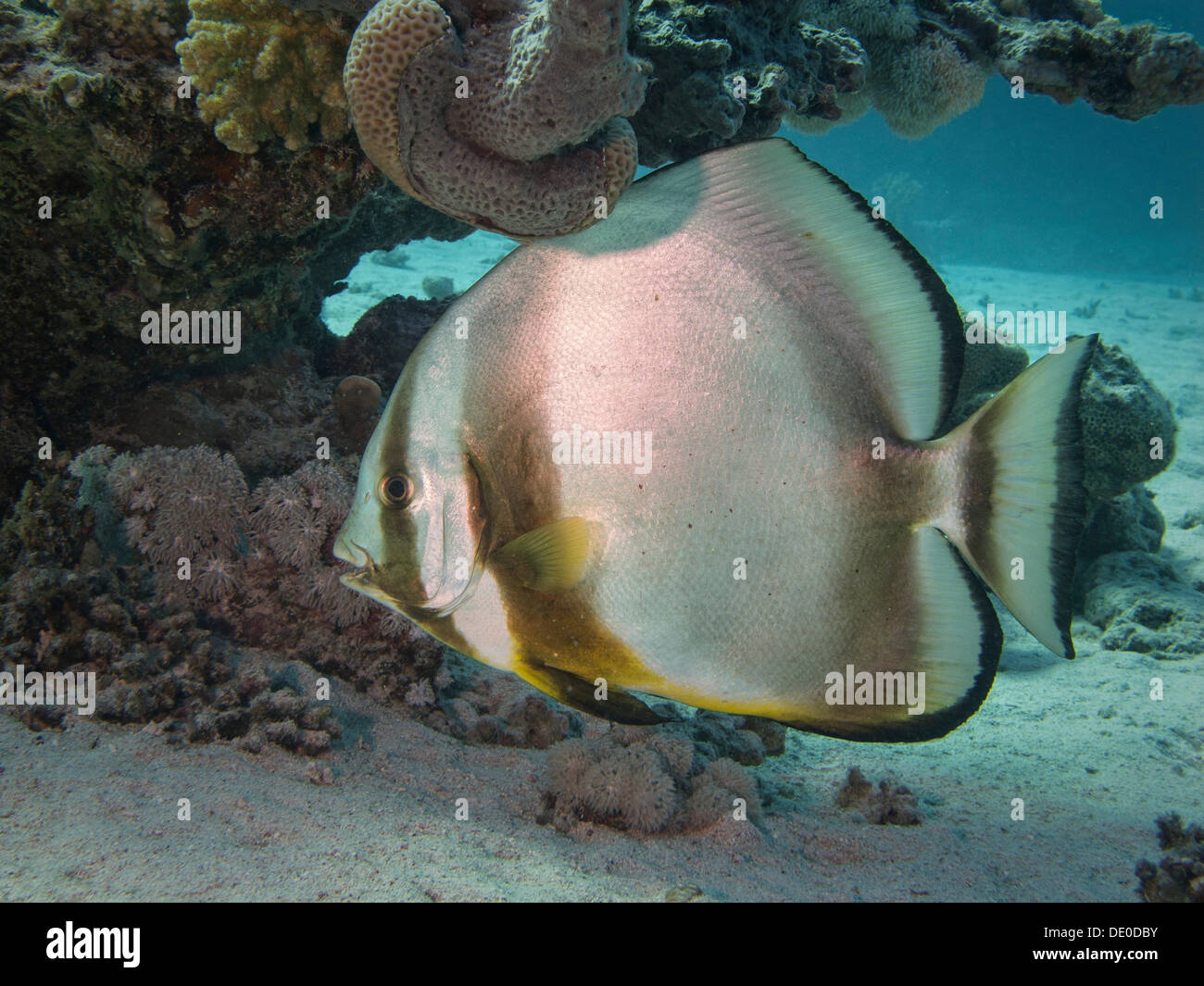 Orbicular Batfish (Platax orbicularis), Mangrove Bay, Red Sea, Egypt, Africa Stock Photo