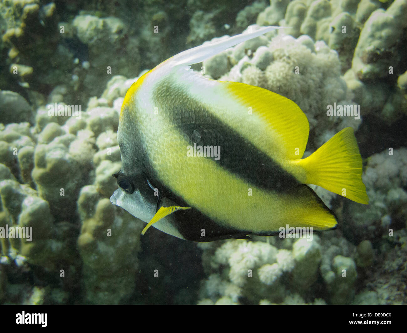 Red Sea Bannerfish (Heniochus intermedius), Mangrove Bay, Red Sea, Egypt, Africa Stock Photo