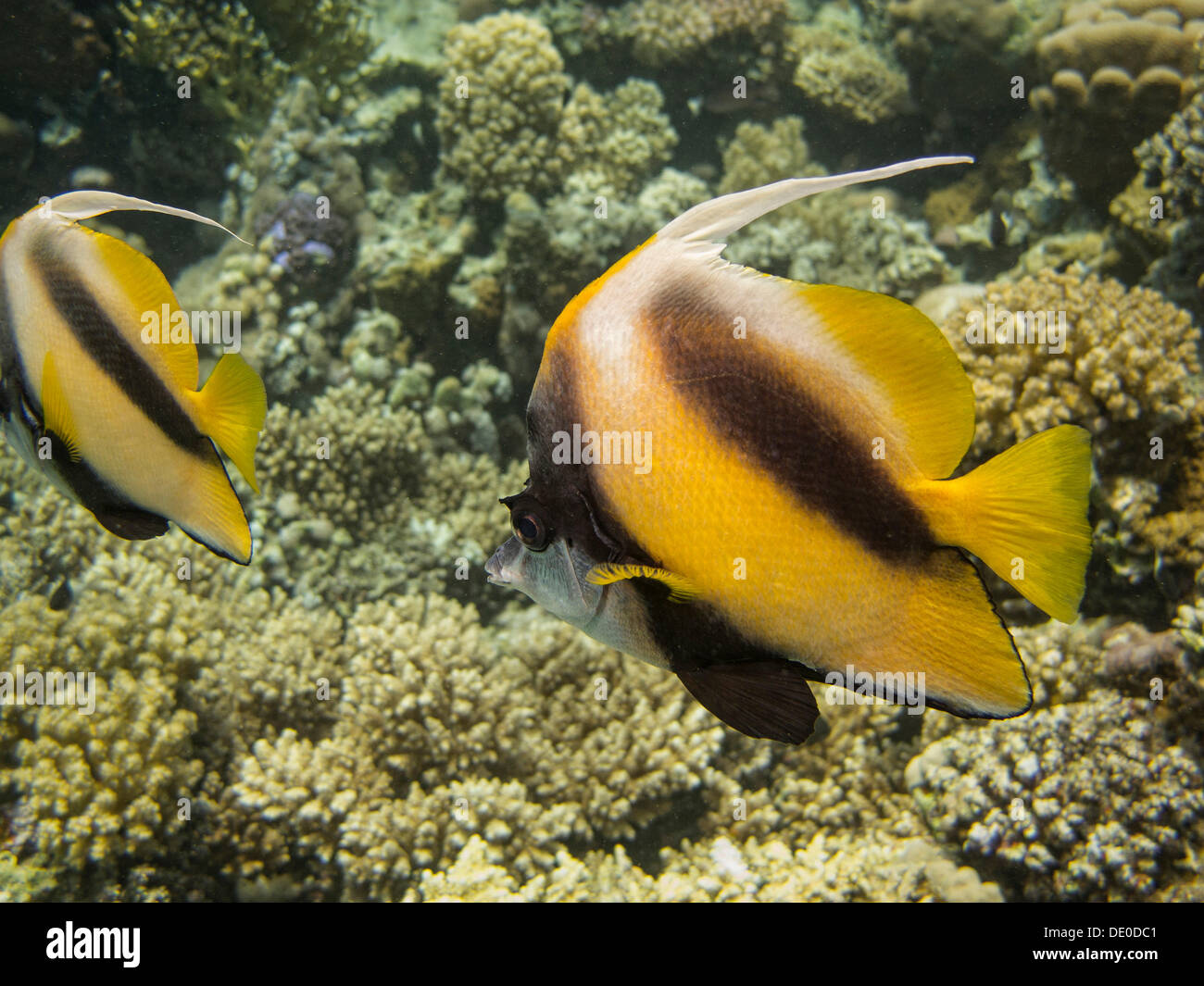 Red Sea Bannerfish (Heniochus intermedius), Mangrove Bay, Red Sea, Egypt, Africa Stock Photo