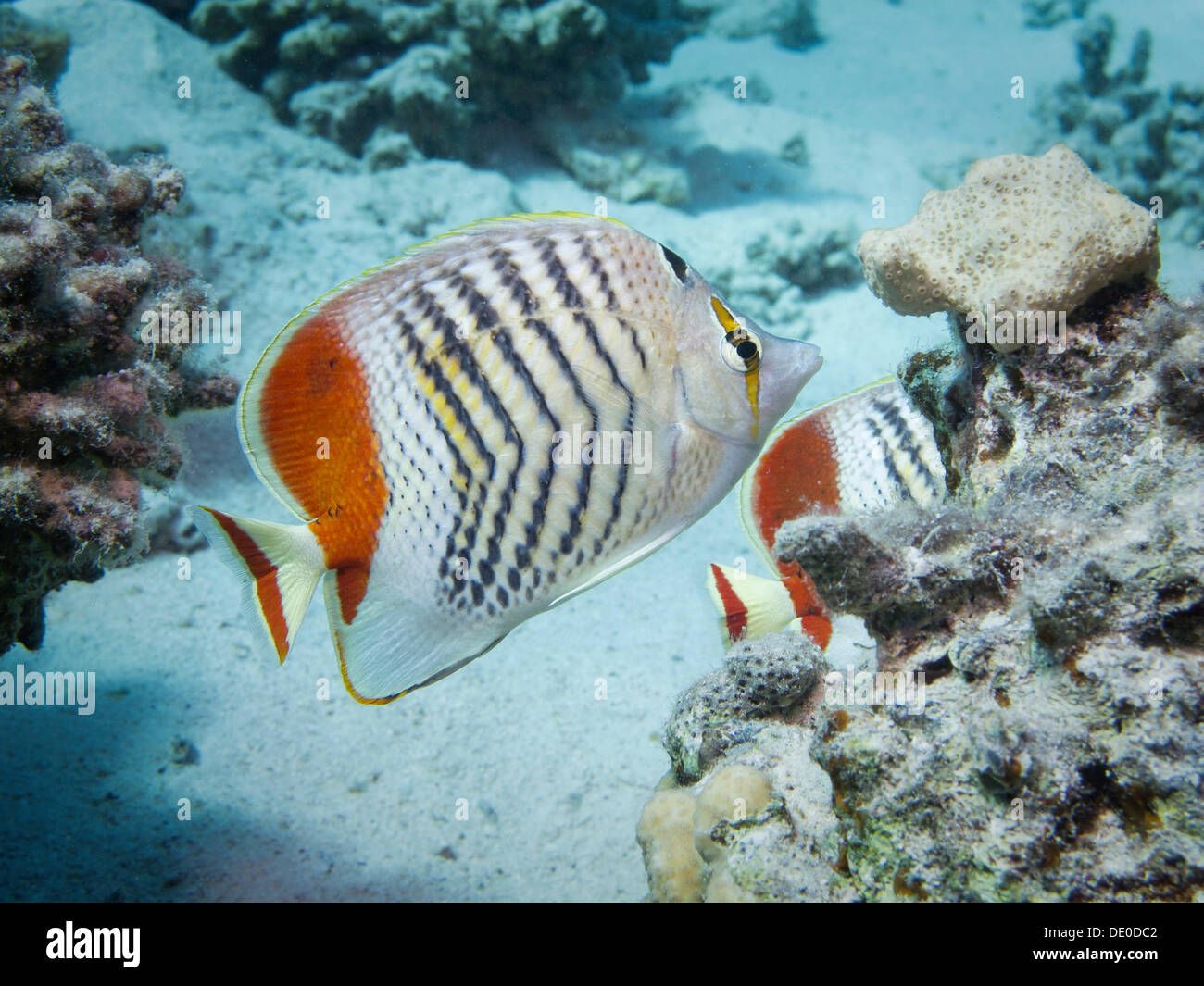 Eritrean Butterflyfish or Crown Butterflyfish (Chaetodon paucifasciatus), Mangrove Bay, Red Sea, Egypt, Africa Stock Photo