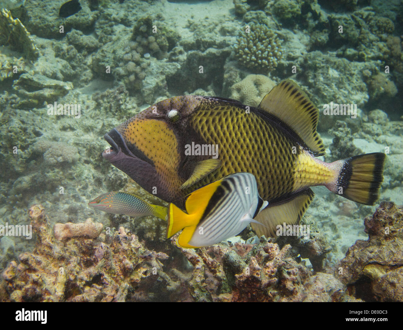Titan Triggerfish, Giant Triggerfish or Moustache Triggerfish (Balistoides viridescens), Mangrove Bay, Red Sea, Egypt, Africa Stock Photo