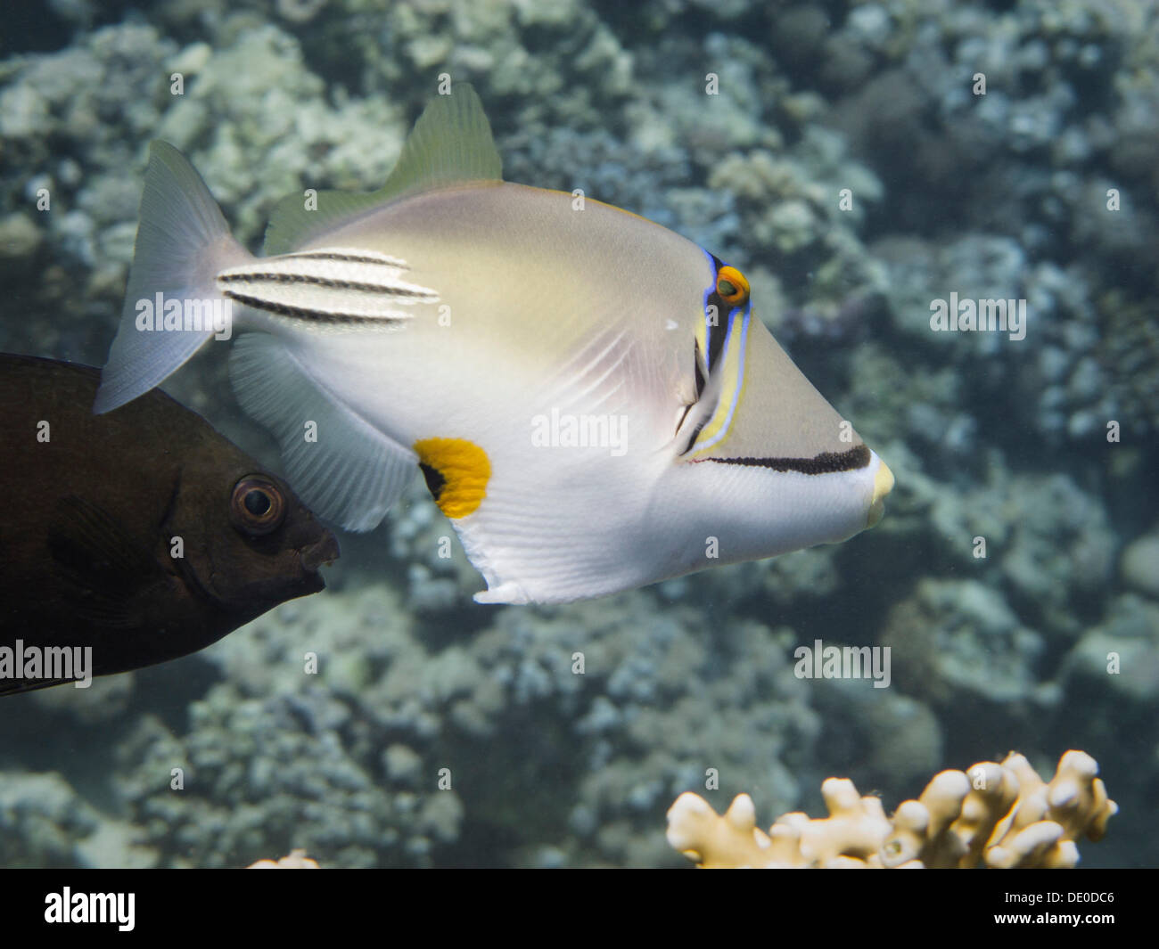 Arabian Picasso Triggerfish (Rhinecanthus assasi), Mangrove Bay, Red Sea, Egypt, Africa Stock Photo