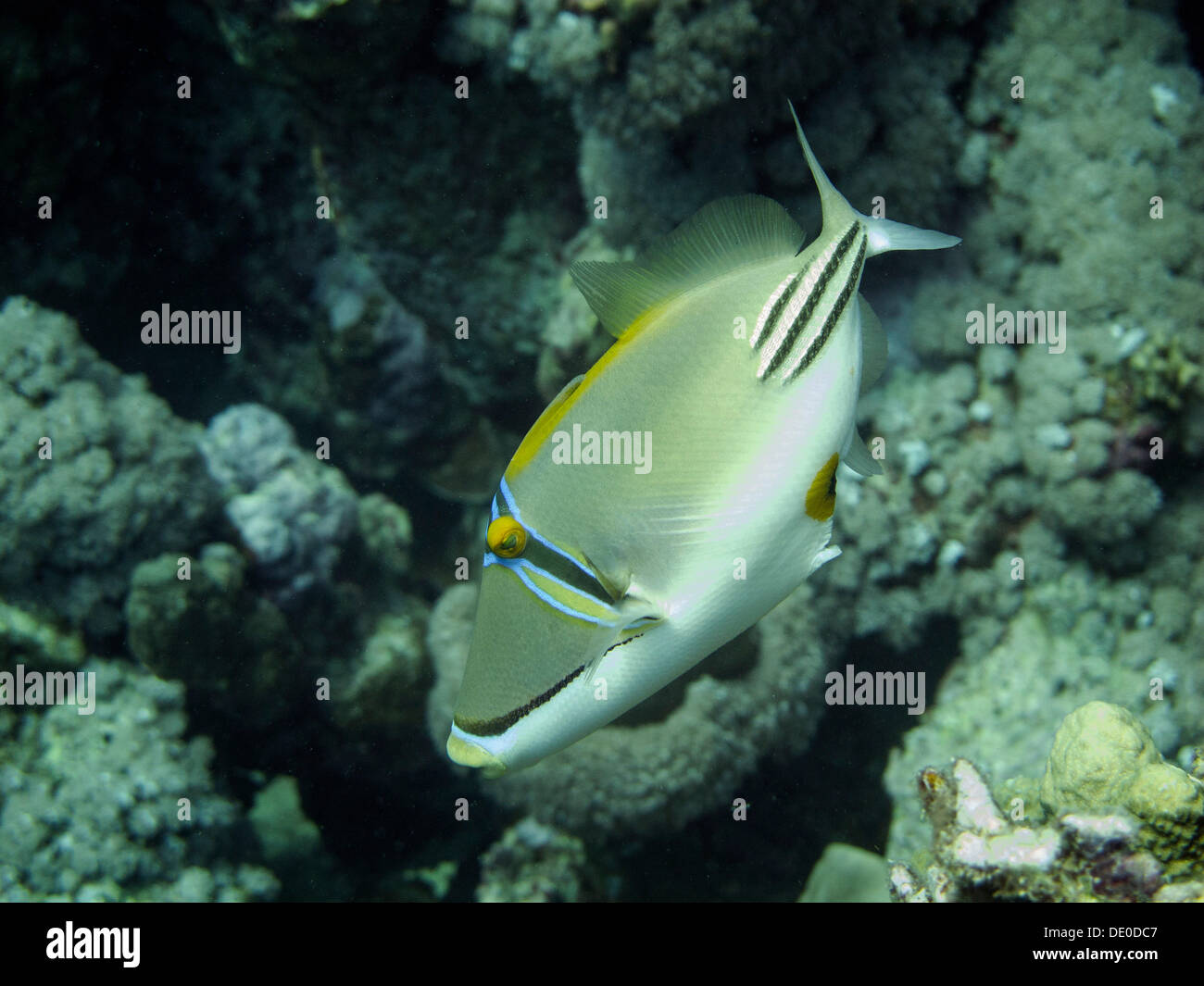 Arabian Picasso Triggerfish (Rhinecanthus assasi), Mangrove Bay, Red Sea, Egypt, Africa Stock Photo