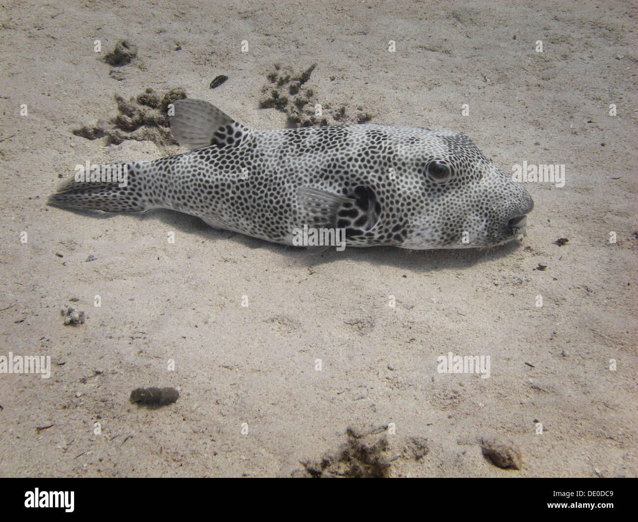 Star Puffer or Starry Toadfish (Arothron stellatus), Mangrove Bay, Red Sea, Egypt, Africa Stock Photo