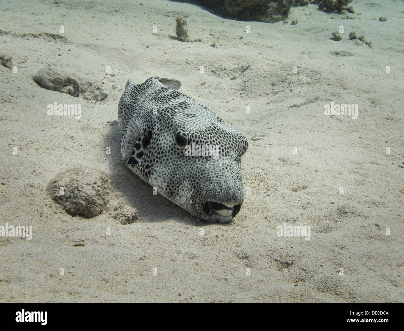 Star Puffer or Starry Toadfish (Arothron stellatus), Mangrove Bay, Red Sea, Egypt, Africa Stock Photo