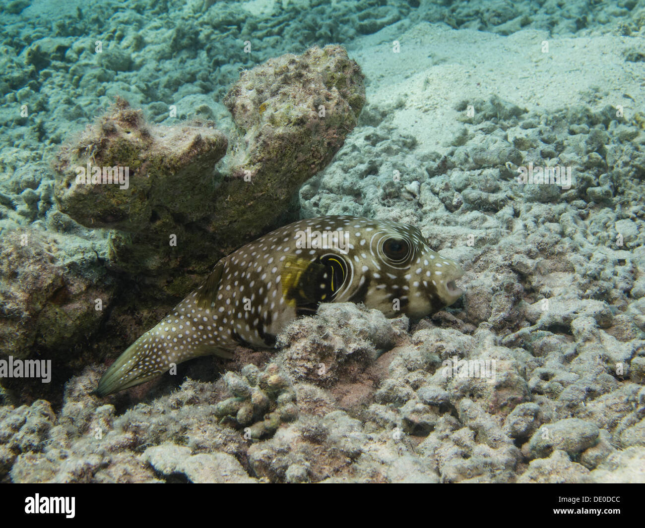 Black-spotted Pufferfish (Arothron nigropunctatus), Mangrove Bay, Red Sea, Egypt, Africa Stock Photo