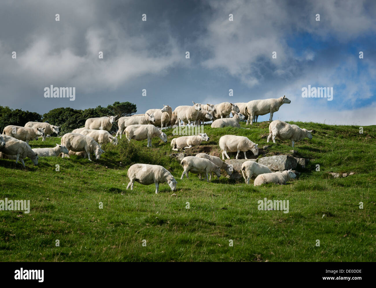 Sheep on a Northumberland hillside. Stock Photo