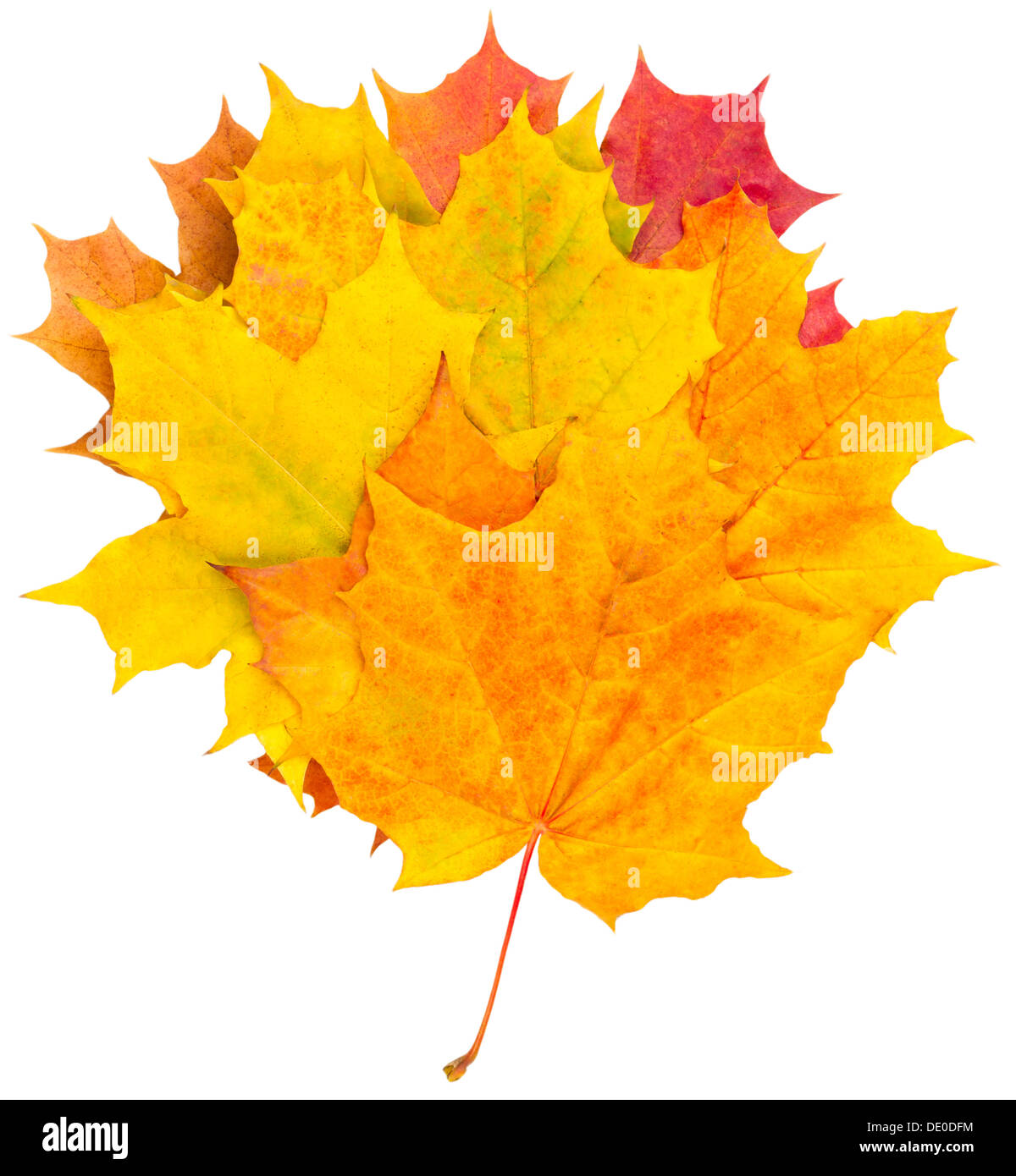 Yellow autumn maple leaves isolated on white background Stock Photo - Alamy