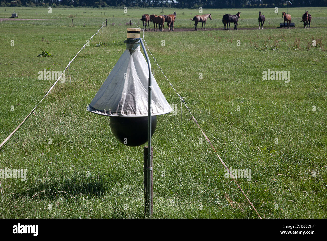 Horsefly trap Stock Photo 60246971 Alamy