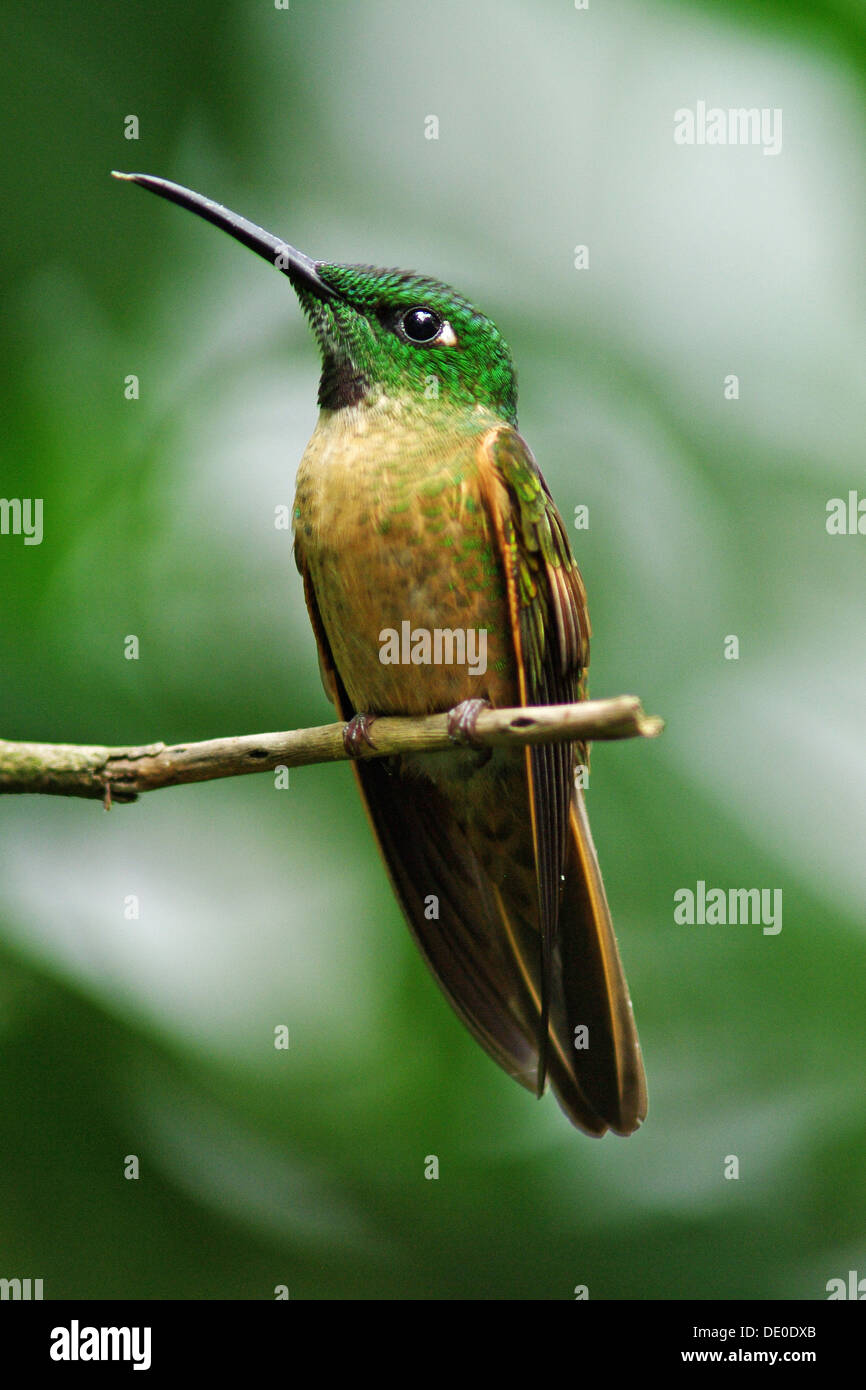 Emerald hummingbird Stock Photo