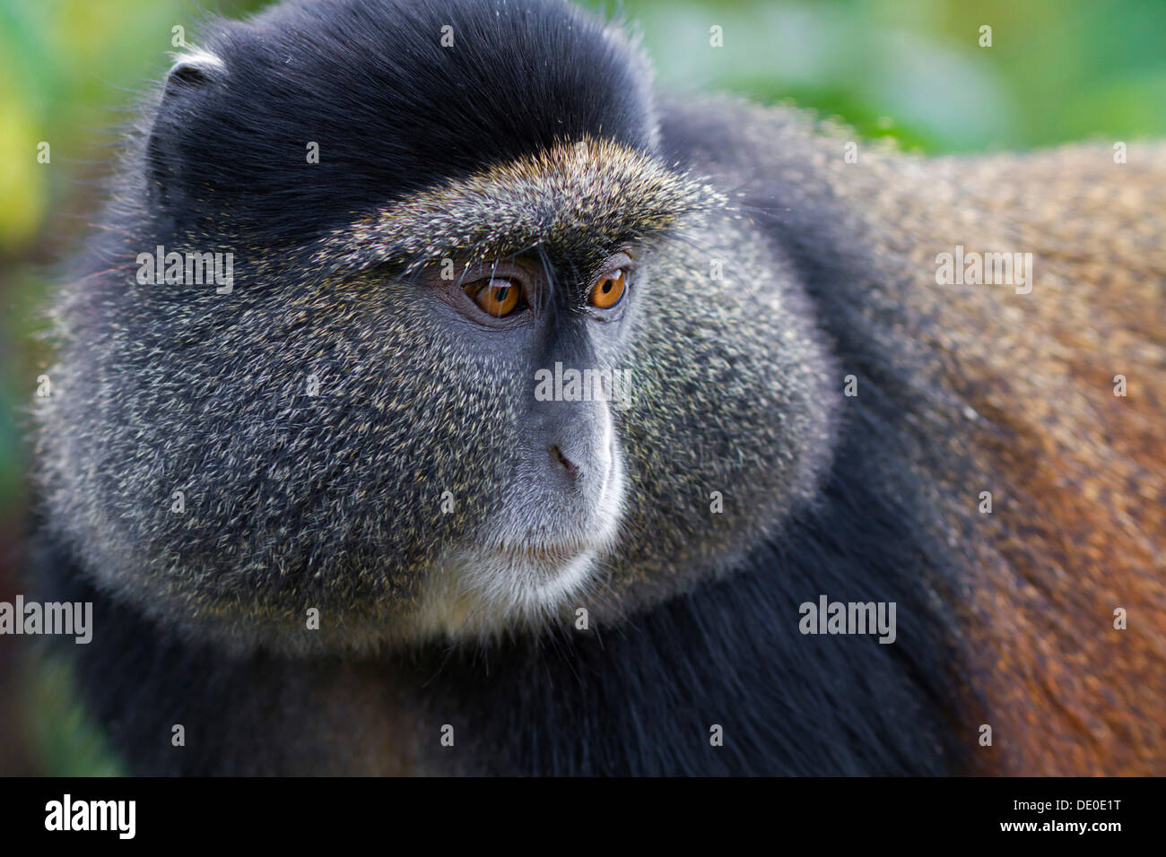 Golden Monkey Cercopithecus Kandti Stock Photo Alamy