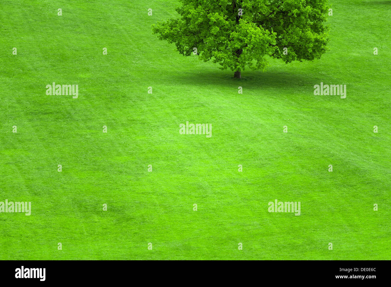 Single tree on a green grass lawn Stock Photo