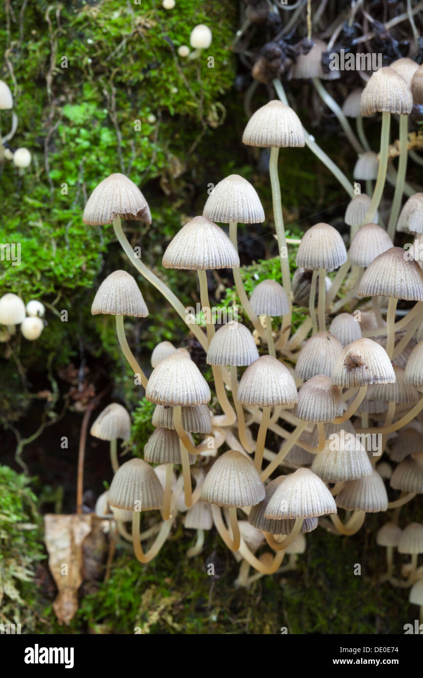 Coprinellus disseminatus mushroom Stock Photo
