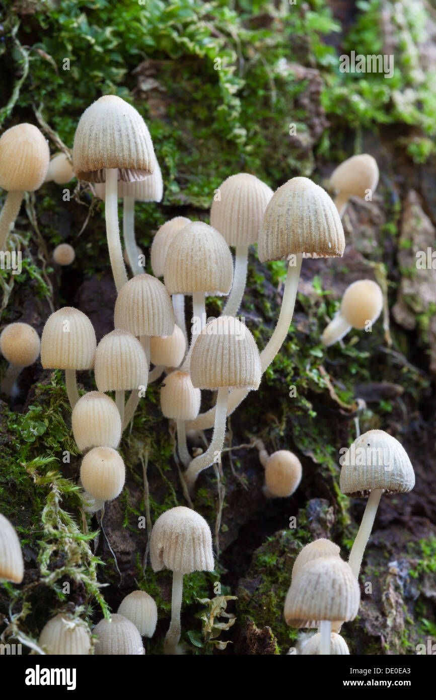 Coprinellus disseminatus mushroom Stock Photo