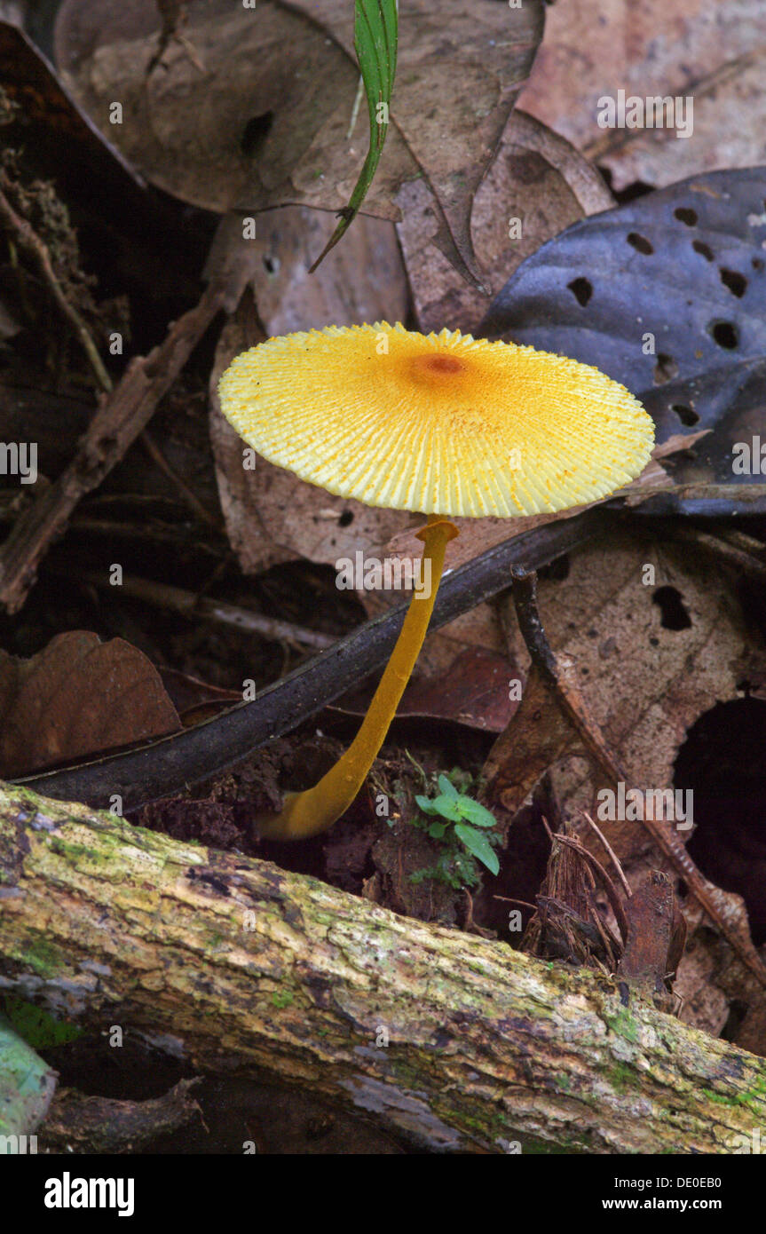 Unidentified Amazonian fungus Stock Photo