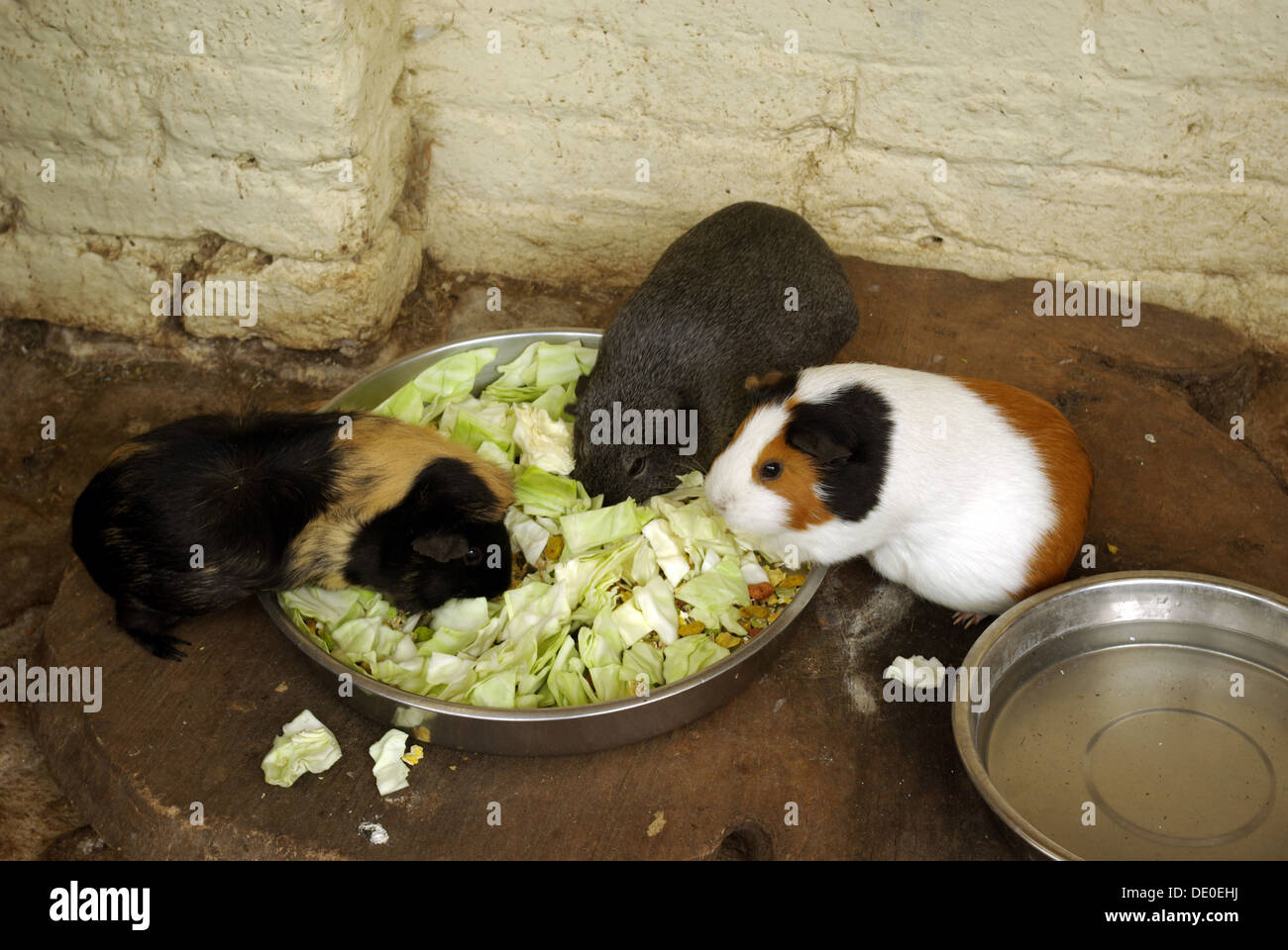 guinea pigs, Cavia porcellus, cavy Stock Photo