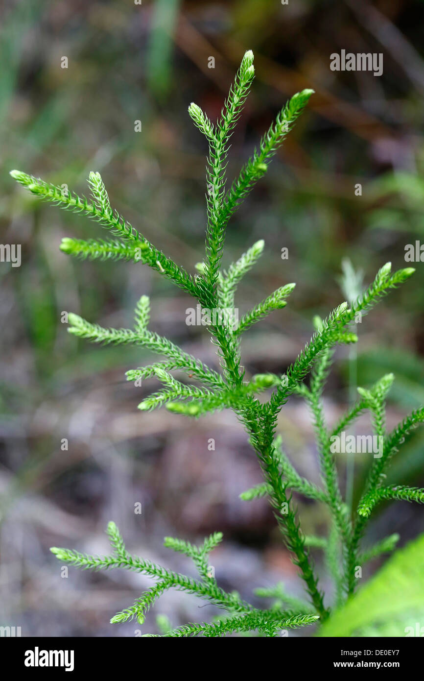 Wawae&#699;iole (Huperzia nutans), a species of club moss, endemic species, Big Island, Hawaii, USA Stock Photo