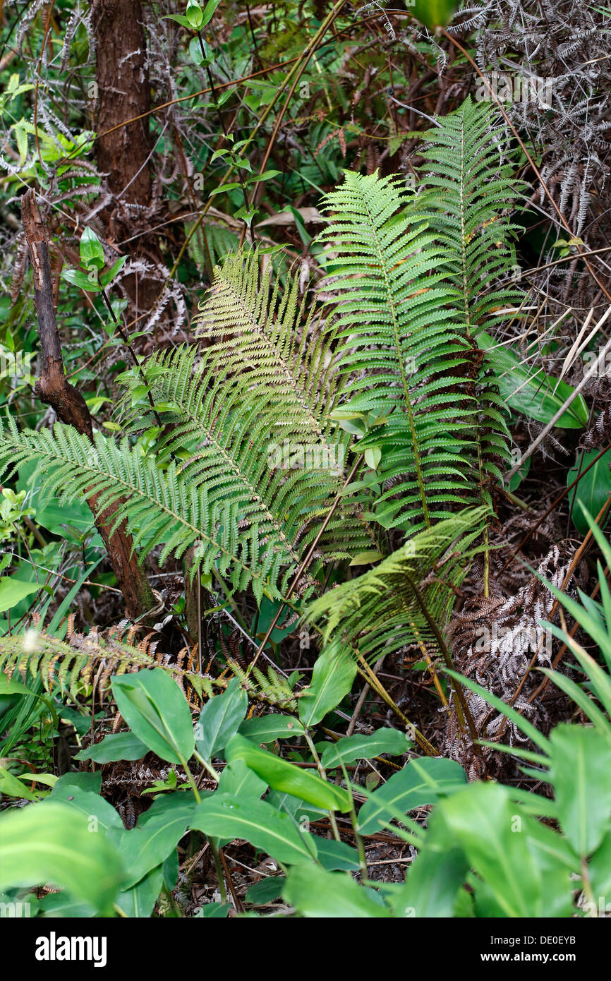Wawae&#699;iole (Huperzia nutans), a species of club moss, endemic species, Big Island, Hawaii, USA Stock Photo