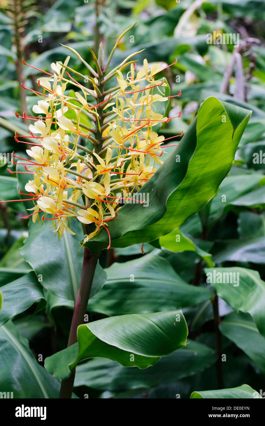 Kahili ginger, Ginger lily (Hedychium gardnerianum), invasive plant