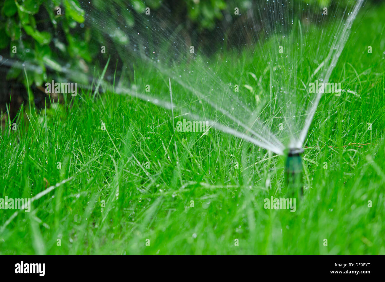 a sprinkler watering bright green grass Stock Photo Alamy