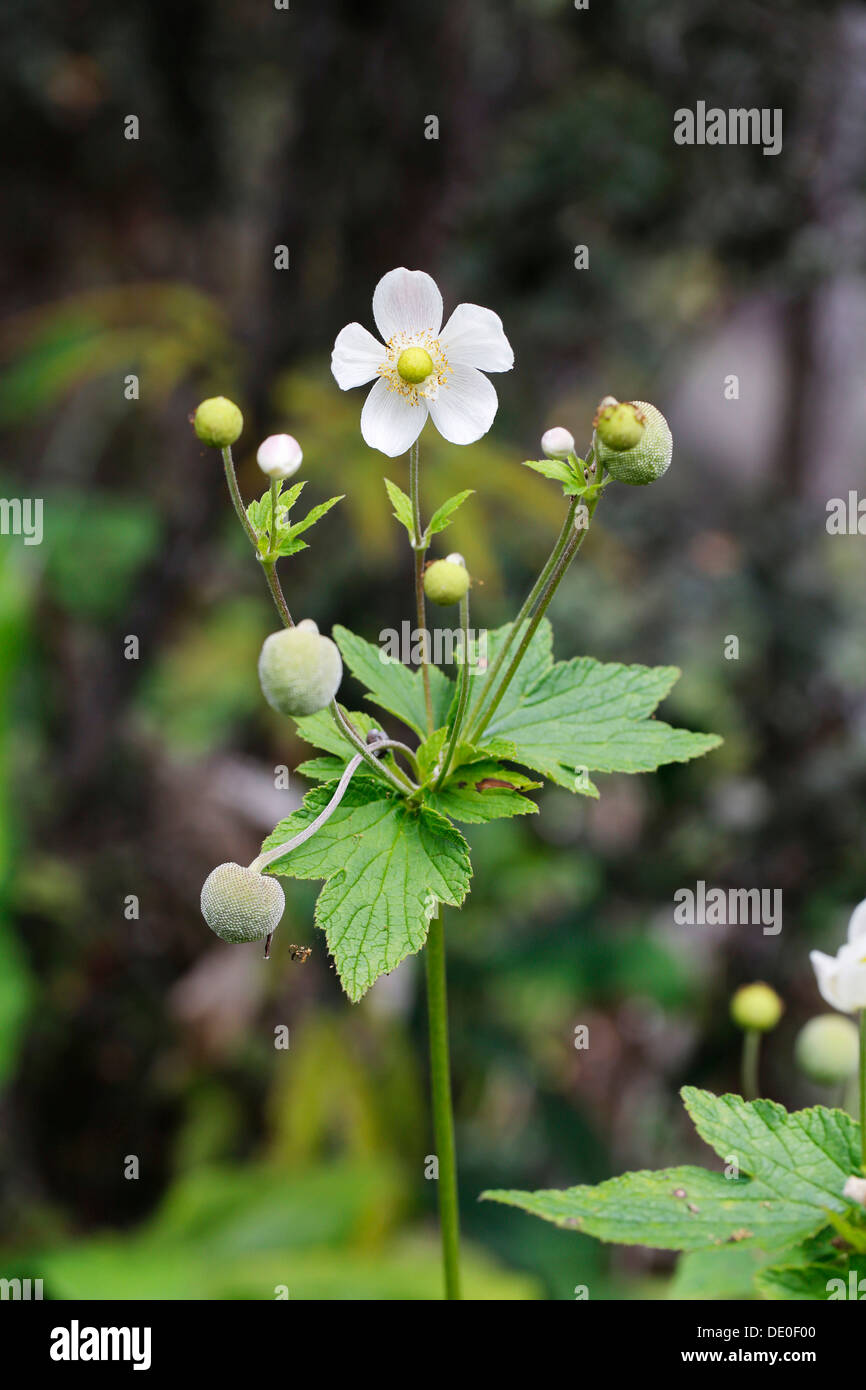 Japanese anemone, Thimbleweed (Anemone hupehensis), invasive plant, Big