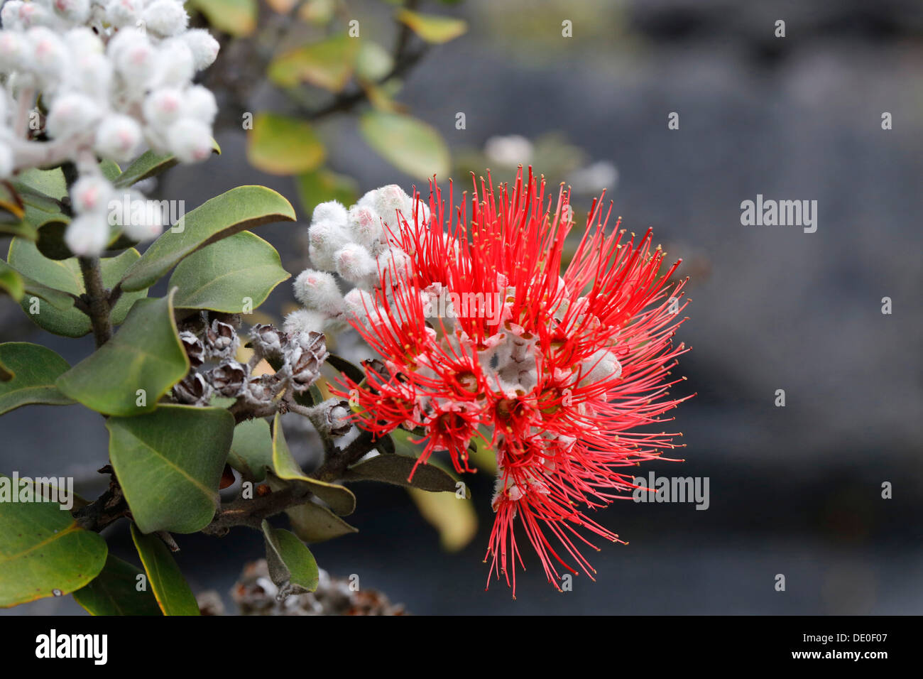 Ohi A Plant Hi-res Stock Photography And Images - Alamy