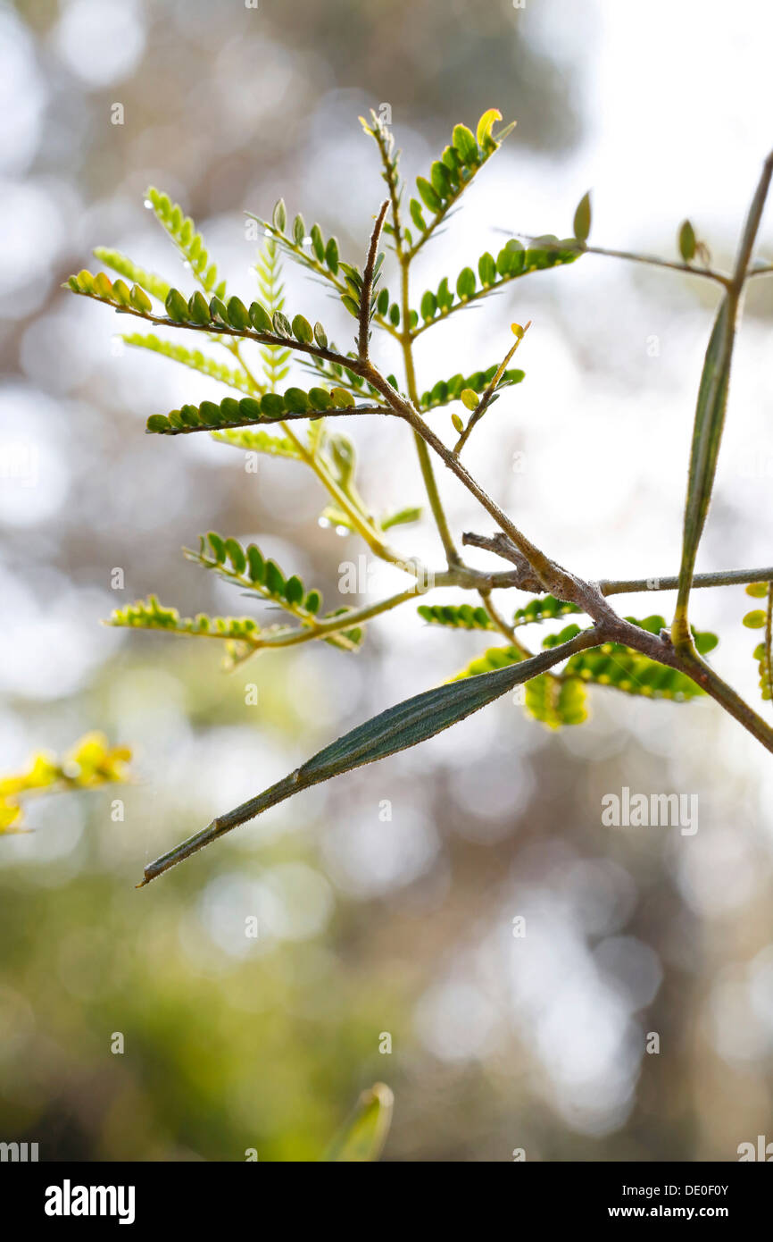 Endemic Koa tree (Acacia koa) with a petiole, a stalk of a leaf, attaching the blade to the stem, Hawaii Volcanoes National Park Stock Photo