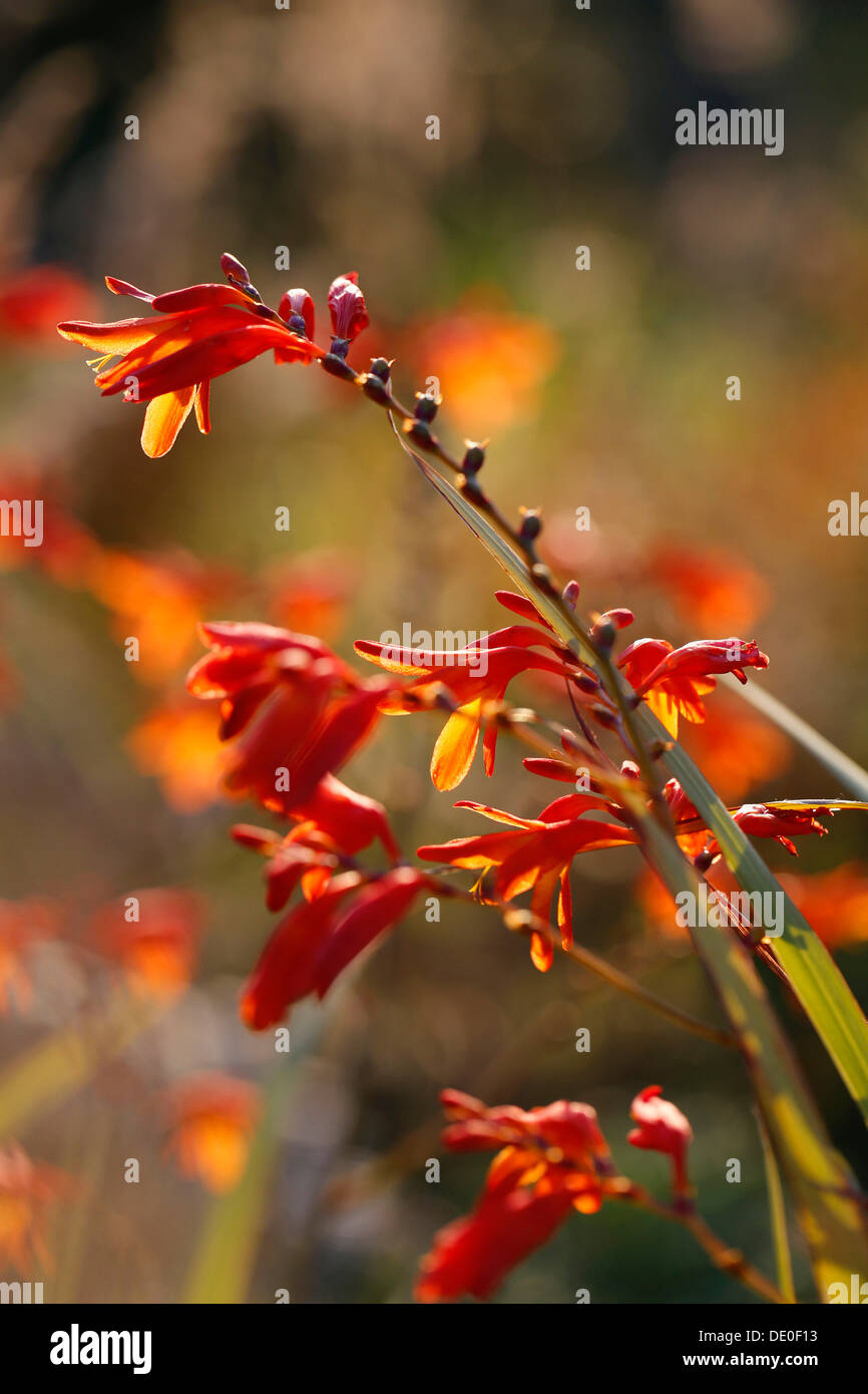 Montbretia or Coppertips (Crocosmia), invasive plant in Hawaii, Big Island, Hawaii, USA Stock Photo