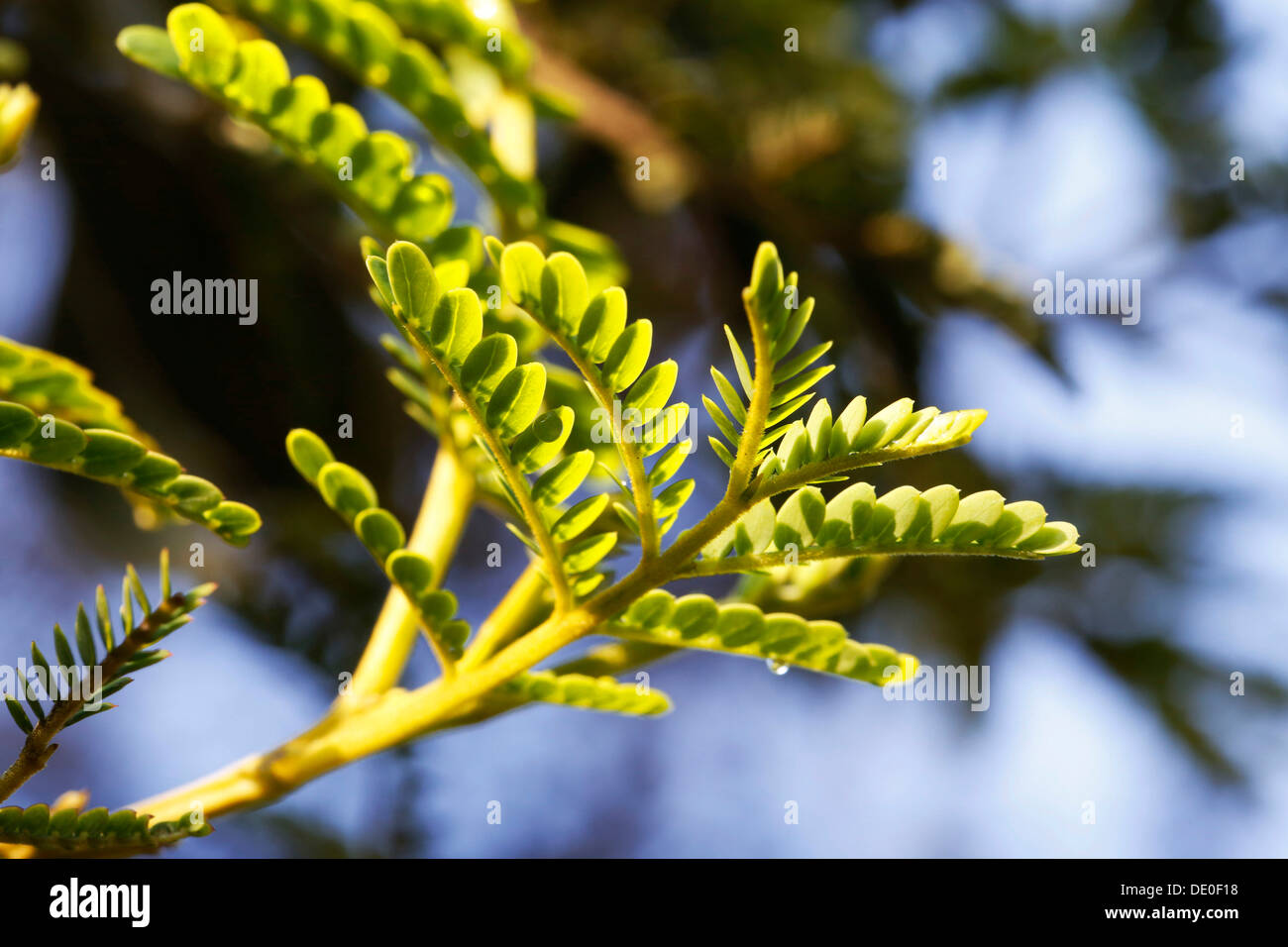 Young leaves of a Koa tree (Acacia koa), Big Island, Hawaii, USA Stock Photo