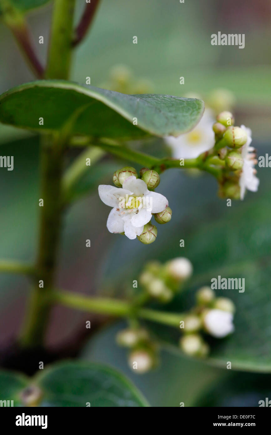 Kawaʻu or ʻAiea (Ilex anomala), Mauna Ulu, Hawaii Volcanoes National