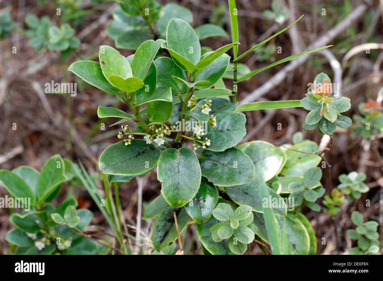 Kawaʻu or ʻAiea (Ilex anomala), Mauna Ulu, Hawaii Volcanoes National