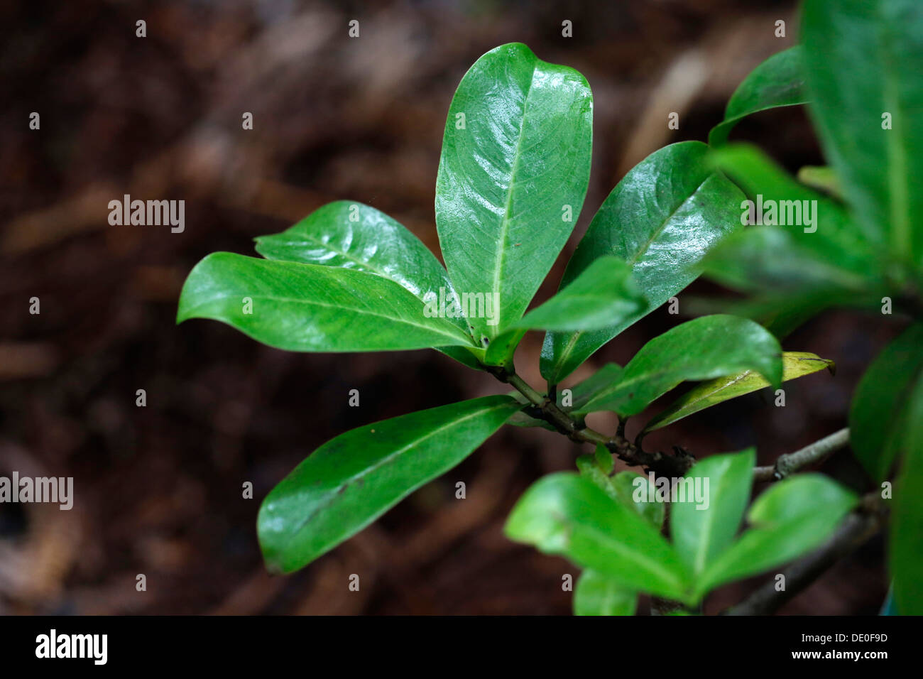 Manono, Hedyotis (Hedyotis terminalis), Volcano Village, Big Island ...
