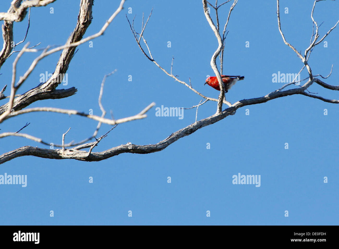 Apapane (Himatione sanguinea), endemic Hawaiian honeycreeper, Big Island, Hawaii, USA Stock Photo