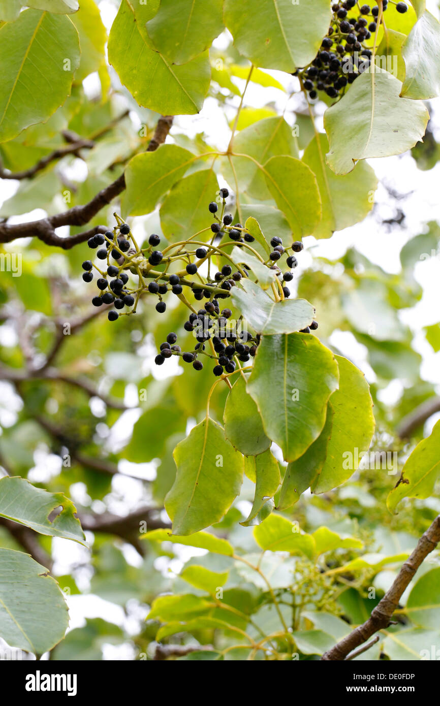 Olapa (Cheirodendron trigynum) leaves and berries, Big Island, Hawaii, USA Stock Photo