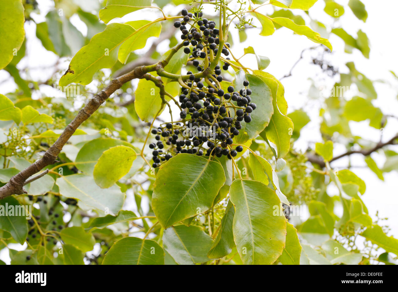 Olapa (Cheirodendron trigynum) leaves and berries, Big Island, Hawaii, USA Stock Photo