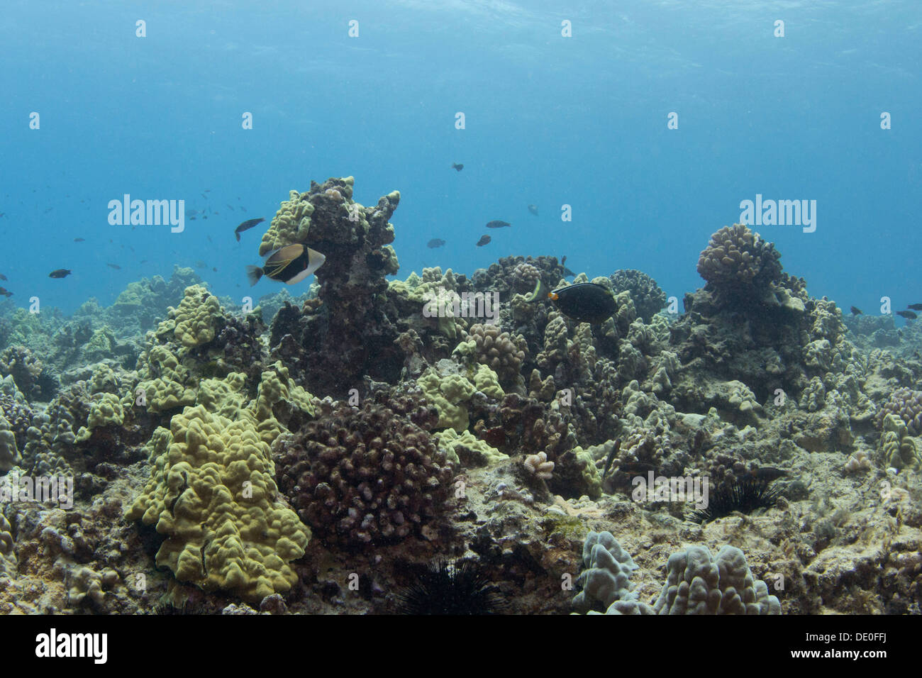 Reef, rectangular or wedge-tail triggerfish, also known by its Hawaiian name Humuhumunukunuku&#257;puaa (Rhinecanthus Stock Photo