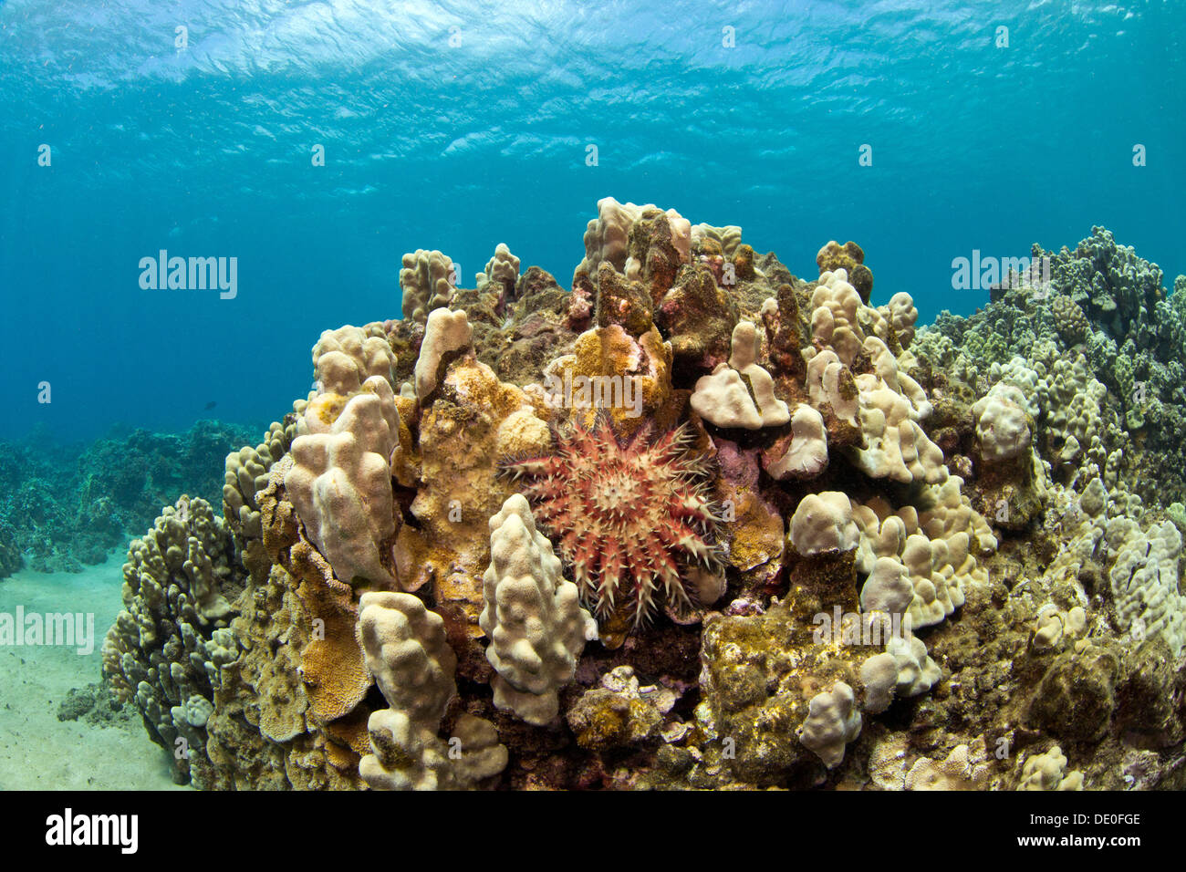 Coral reef in shallow water, Kahekili Beach Park, Lahaina, Maui, Hawaii, USA Stock Photo