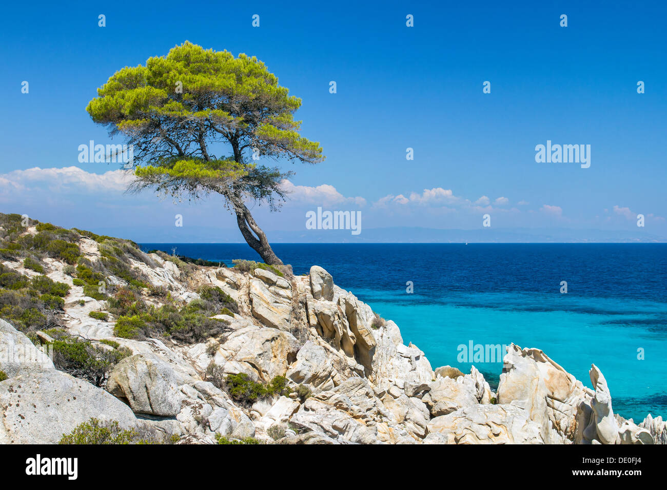 Pine forest tree by the sea in Halkidiki, Greece Stock Photo